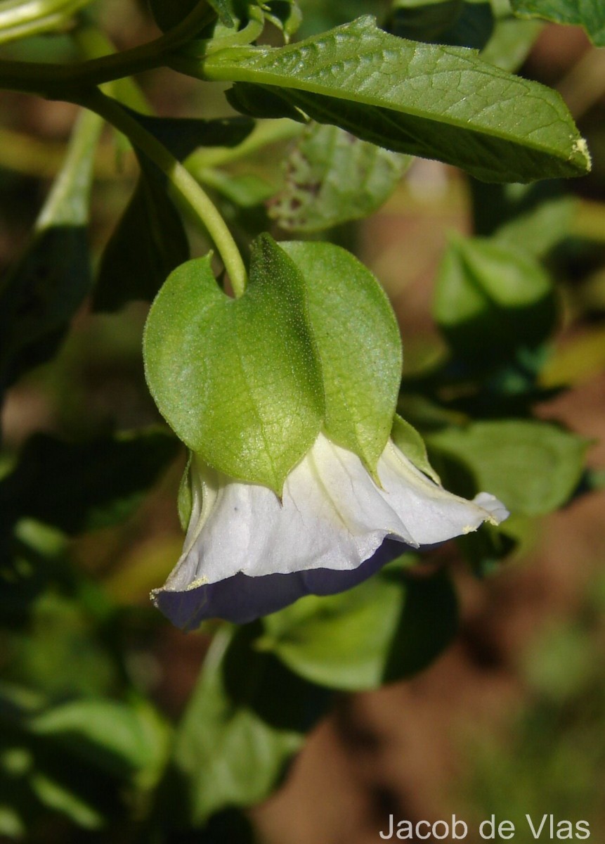 Nicandra physalodes (L.) Gaertn.